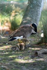 Wall Mural - goose on grass with gosling under the wing 