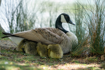 Wall Mural - goose on grass with gosling under the wing 