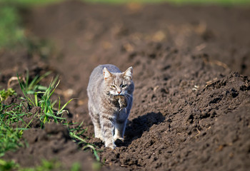 Wall Mural - striped cat walks down the street in the garden on a farm with a gray rat caught in his teeth