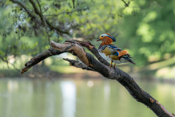 Wall Mural - Mandarin duck on a branch