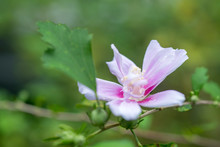 Beautiful Light Pink Althea Flower  Rose Of Sharon (Hibiscus Syriacus)  