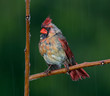 Drenched cardinal