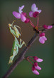 Kenya Flower Mantis on budding spring tree