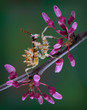 Spiny flower mantis on budding tree limb