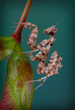 Thistle mantis on seed pod