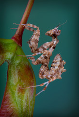 Wall Mural - Thistle mantis on seed pod