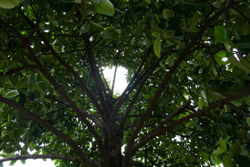 the view under the mangosteen tree in garden.