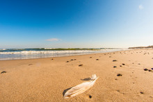 Feather On A Beach Of The Baltic Sea With Surf And Blue Sky