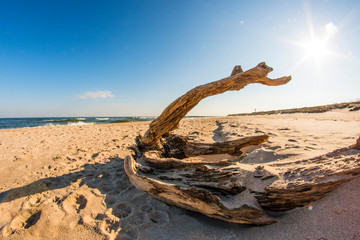 Driftwood at a beach of the Baltic Sea