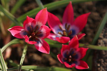 Canvas Print - Three decorative red tulips Little Beauty