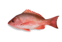 Single Northern Red Snapper
