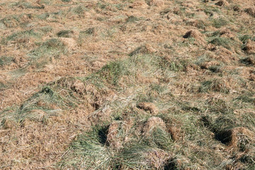 Dry grass