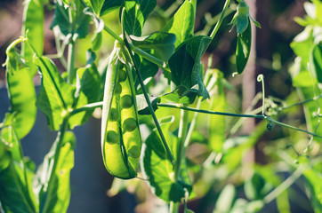 Pods of green peas grow on the garden