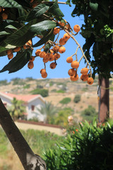 Wall Mural - Ripe medlar fruit on tree branch