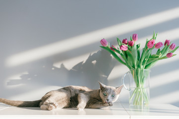 Wall Mural - Soft focus portrait of playful and active purebreed russian blue cat posing on table with booquet of tulips in glass vase. Beautiful domestic kitten leisure time. Funny kitty with flowers behind wall.