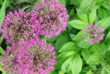  Decorative Onion (Allium). Purple Flowers In The Garden