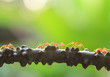 A colony of Green Ants having a conversation on a vine.