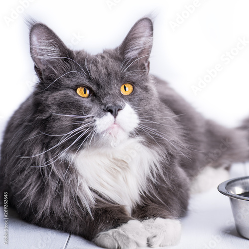 Gray Cat Maine Coon Breed Sits On A White Background Next