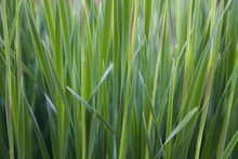 Grass Detail 2