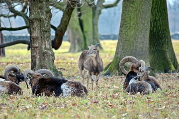 Wall Mural - Mouflon Herd in the Forest Winter Time