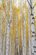 Birch tree forest view