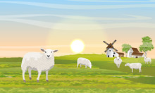 A Herd Of Fluffy White Sheep On The Meadow. Countryside In Summer. Mill, Barn And House With Garden. Outbuildings. Green Field. Vector Landscape