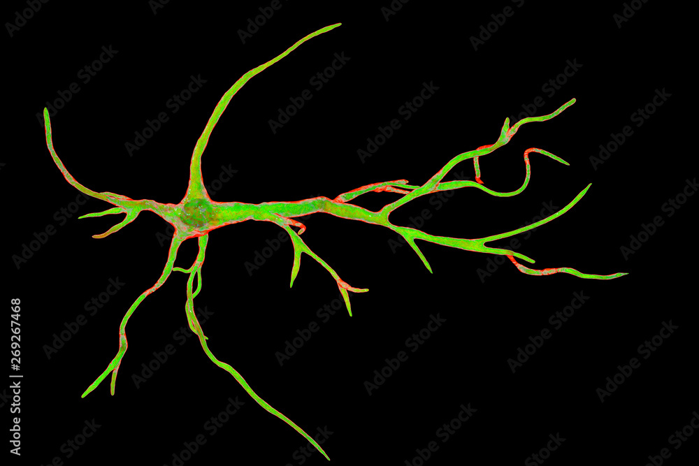 Astrocyte, a brain glial cell, 3D illustration. Astrocytes, also known ...