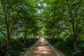 Beautiful shaded alley at a botanical garden in Durham, North Carolina, in springtime