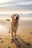 Fototapeta Boho - Happy golden retriever on the beach