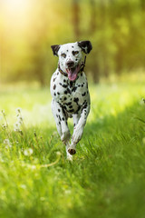 Wall Mural - Running dalmatian dog in a meadow