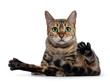 © Nynke - Pretty brown spotted female Bengal cat sitting with leg spread like ready to clean butt. Looking straight at lens with mesmerizing green eyes. Tail between paws.