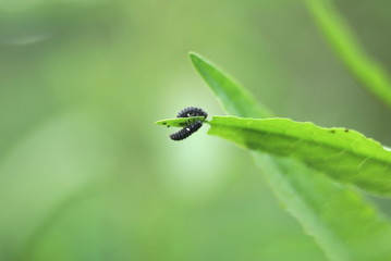 two black beetles eating leaves