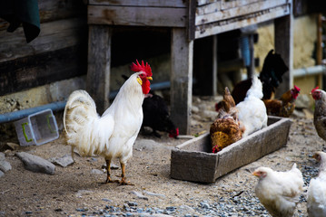 chicken on a farm