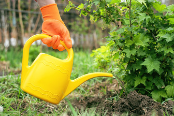 Gardener is watering a currant tree from a watering can. Gardening abstract background.