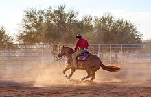 Reining Horse Spin