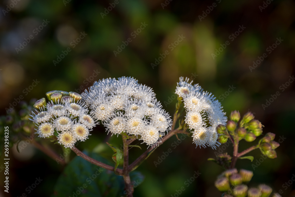 A close up of Anaphalis javanica or known as Java Edelweiss flower that only can live on high altitude mountain. Edelweiss also known as Eternal Flower. Beautiful flower on Mount Papandayan