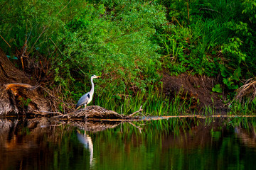 Wall Mural - Grey Heron or Ardea cinerea on river in wild nature