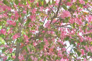 Wall Mural - Blooming pink apple tree.