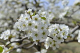 Fototapeta Kwiaty - Pear flower in full bloom in spring