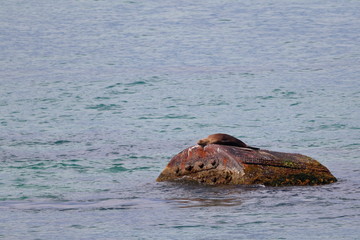 Poster - australian fur seal