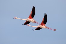 Greater Flamingo (Phoenicopterus Roseus), Pair, Flying, Camargue, Southern France, France, Europe