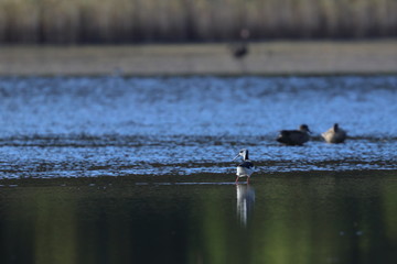 Poster - white necked stilt