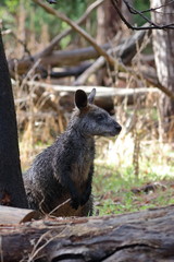 Wall Mural - black wallaby