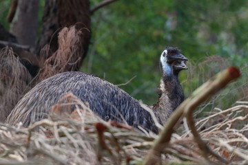 Wall Mural - emu