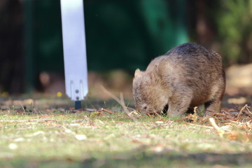 Wall Mural - wombat