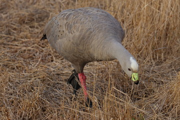 Canvas Print - cape barren goose