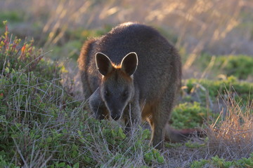 Wall Mural - swamp wallaby