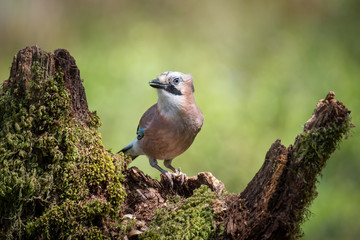 Aufkleber - A close up portrait of a jay perched on an old tree stump looking alert and facing left