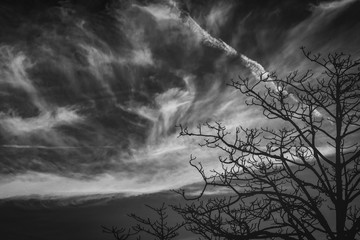 Wall Mural - Silhouette leafless tree. Silhouette dead tree on dark dramatic sky and clouds background for scary or death. Halloween day background. Hopeless, despair, and lament concept. Sad and depressed feel.