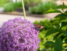 Painted Lady Butterfly Sitting On A Beautiful Purple Allium Flower At A Botanical Garden In Durham, North Carolina